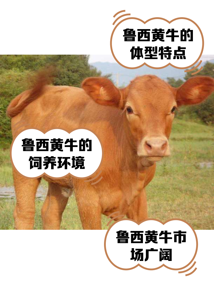 温岭最新医保取现黄牛方法分析(最方便真实的温岭医保取现黄牛怎么取方法)